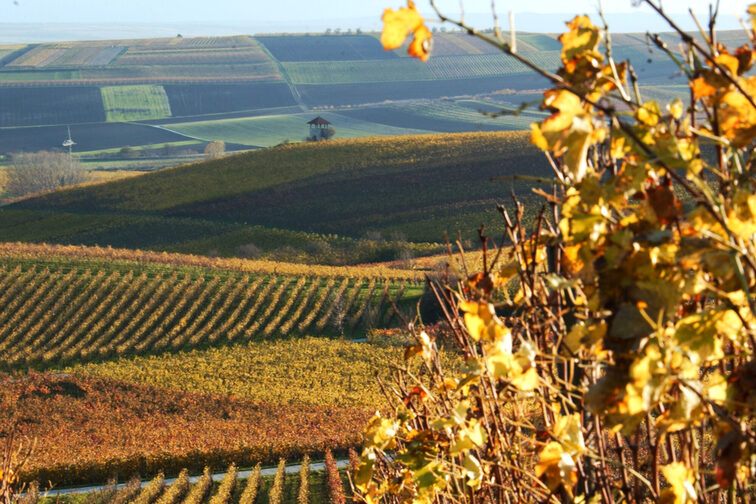 View over the vineyards in Ebersheim
