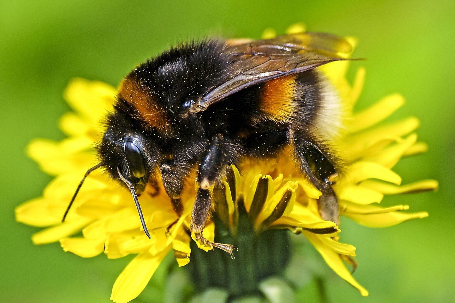 Bombo su un fiore giallo