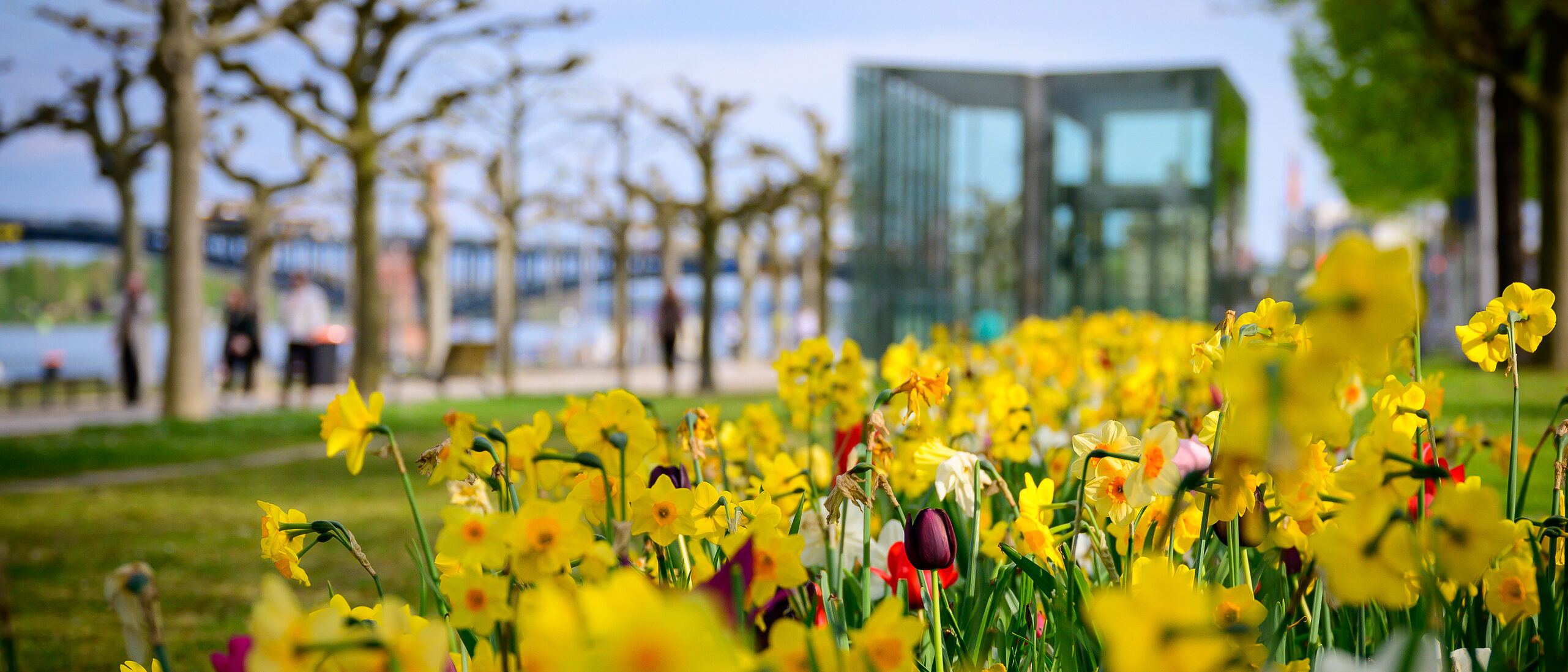 Narzissen im Vordergrund, dahinter Grün und das Rheinufer, der Rhein und die Theodor-Heuss-Brücke
