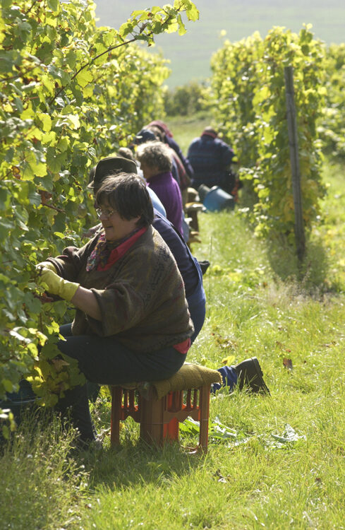 Vendemmia in autunno