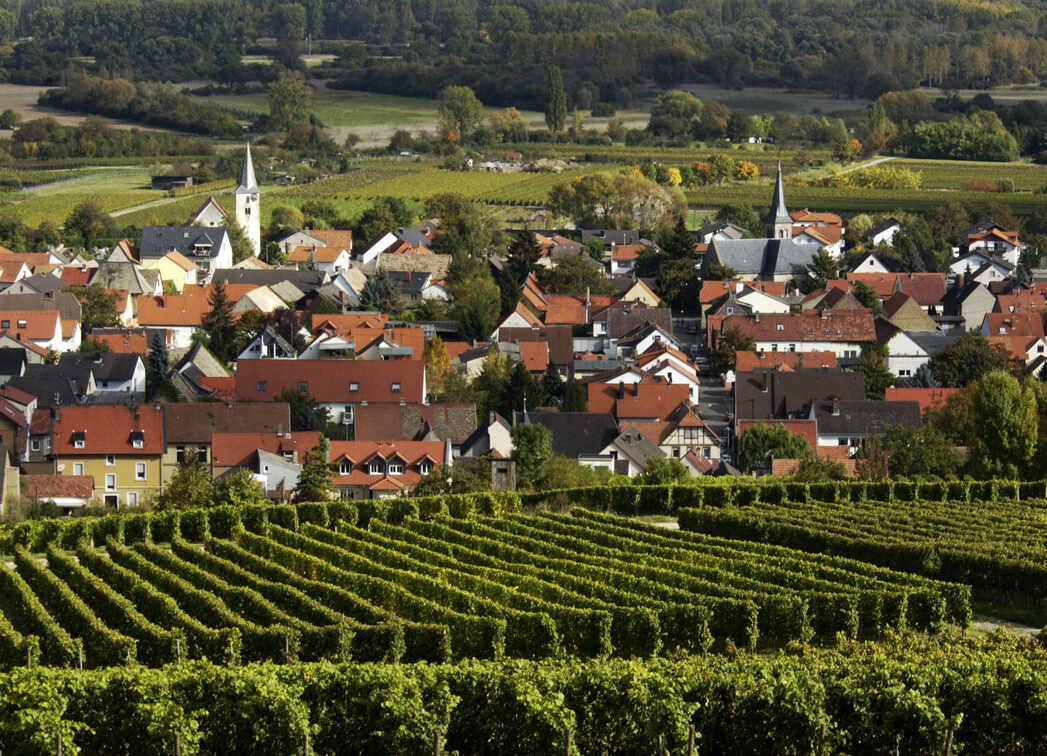 Il villaggio vinicolo del Reno-Hesse di Dienheim con vigneto in primo piano