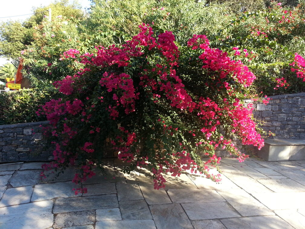 Внутрішньофірмовий тренінг для садівників на Криті