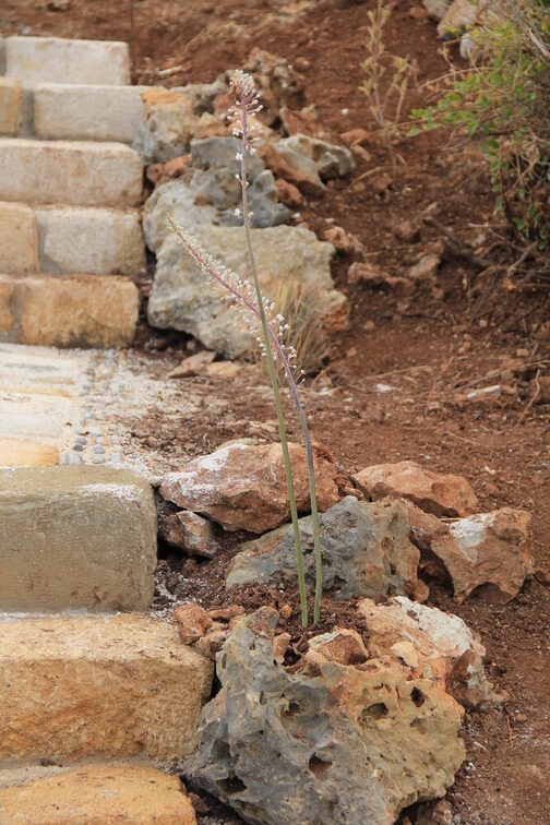 Внутрішньофірмовий тренінг для садівників на Криті