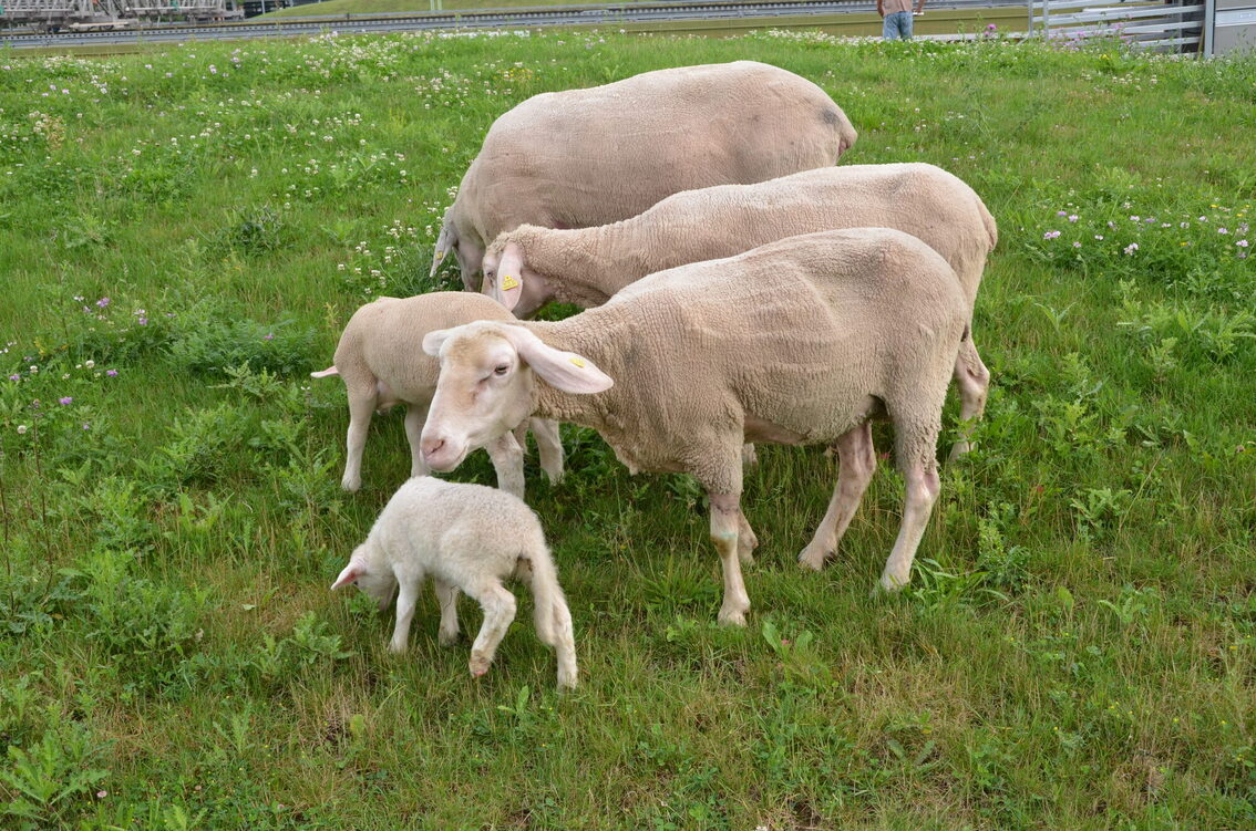 Moutons sur le site de la station d'épuration à Mayence-Mombach