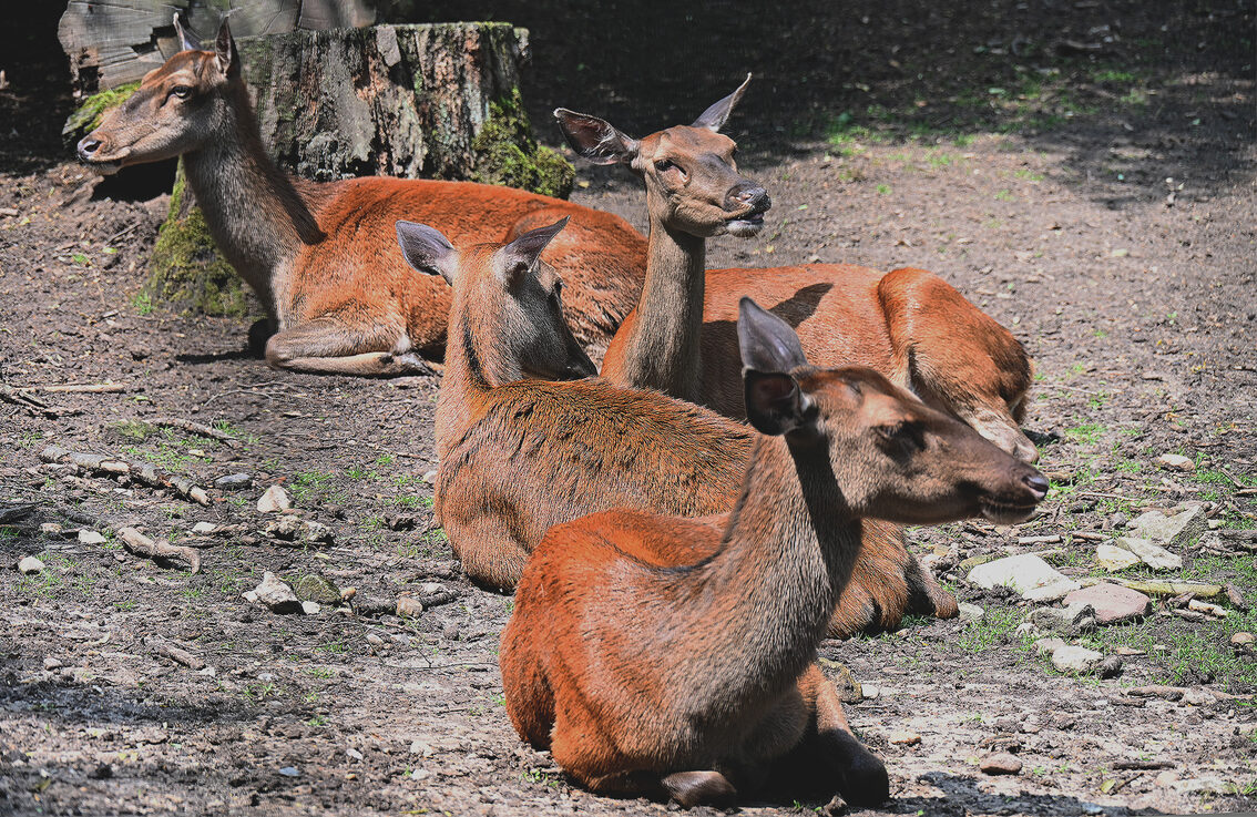 Animaux du parc animalier de Gonsenheim, chevreuils couchés