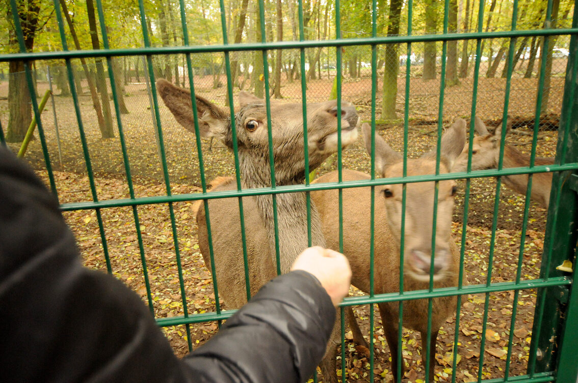 Nourrissage au parc animalier