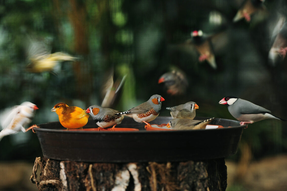 Oiseaux dans le parc