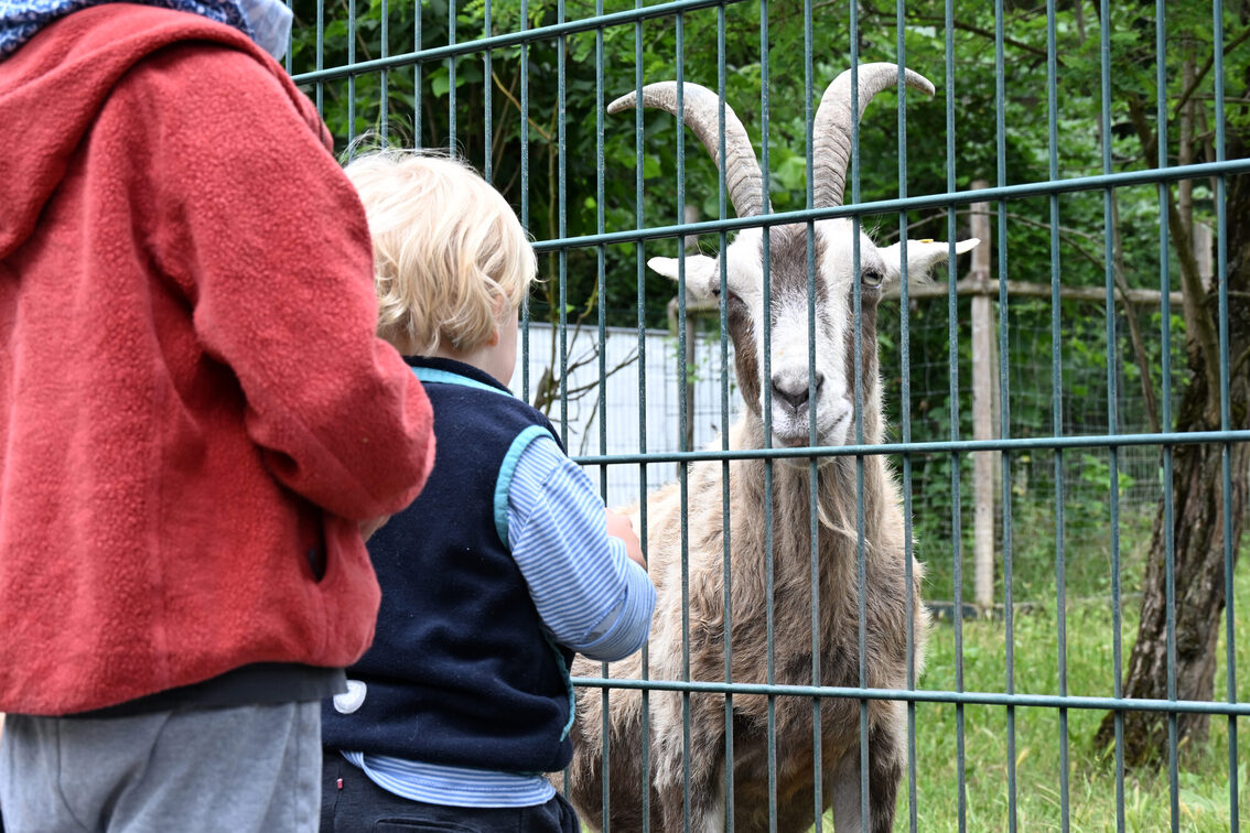 Deux enfants devant l'enclos des chèvres