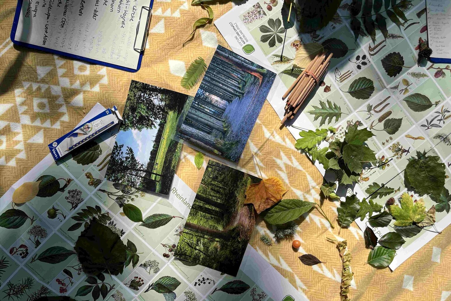 Çevre eğitimi kentsel ağaçlar