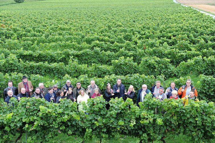 Mainz winegrowers in the vineyard
