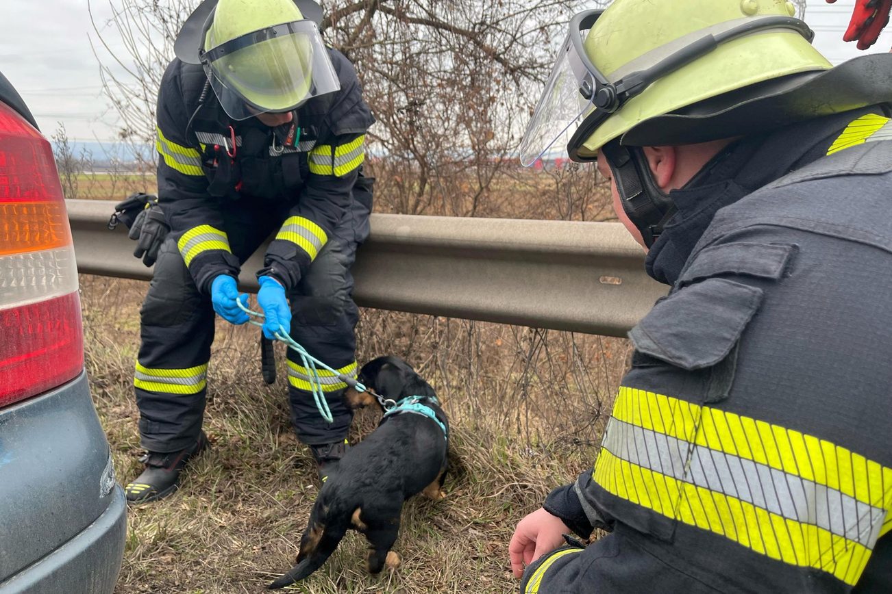 Les forces des pompiers de Mayence s'occupent du chiot "Cosmo".