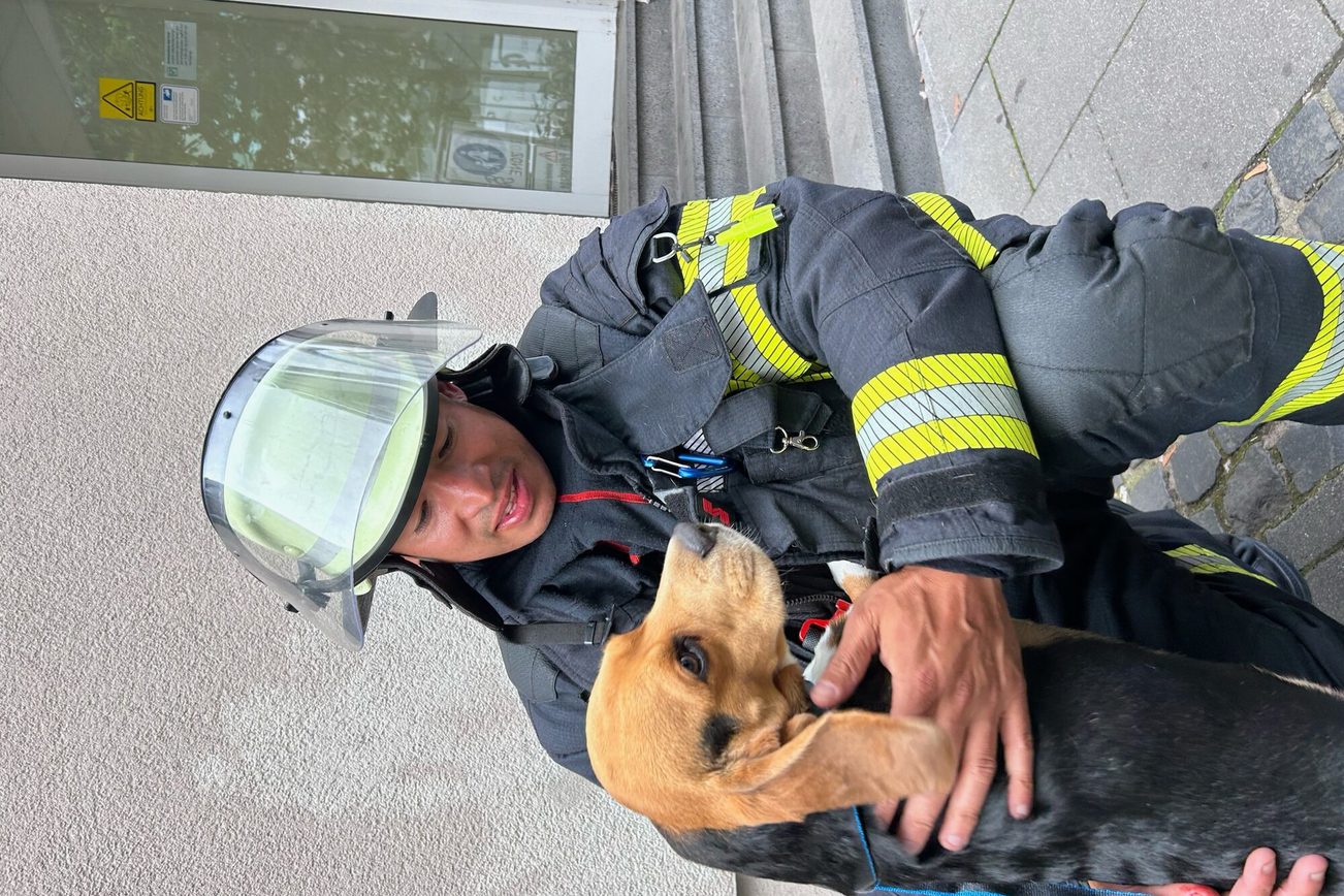 Le beagle Frank avec l'un de ses sauveurs David.
