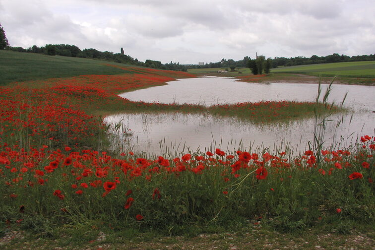 Nach dem Regen blüht der Mohn