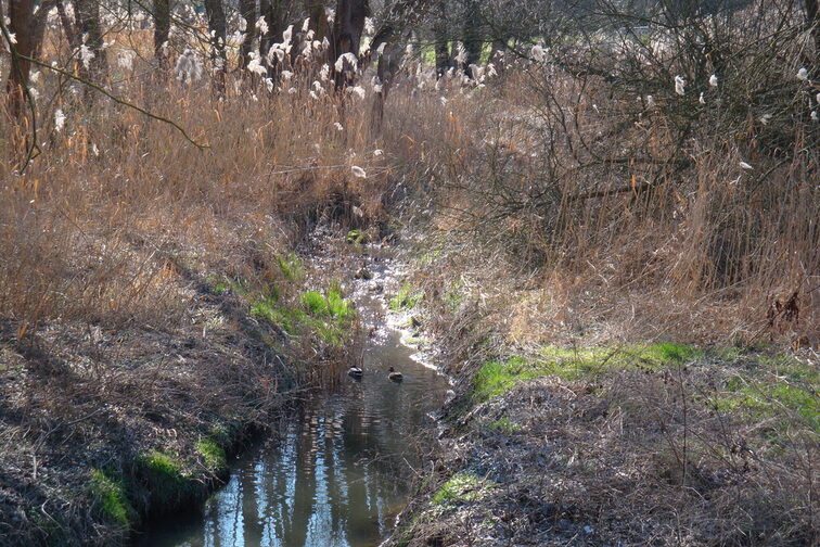 Der Gonsbach im Herbst