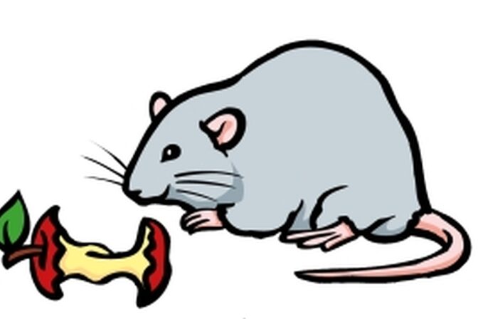 Il disegno di un ratto.