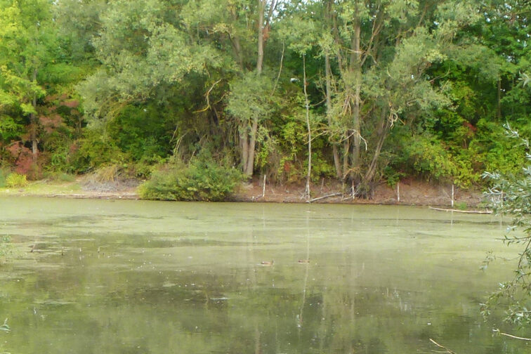 Alghe blu-verdi nel bacino di raccolta delle acque piovane di Hechtsheim