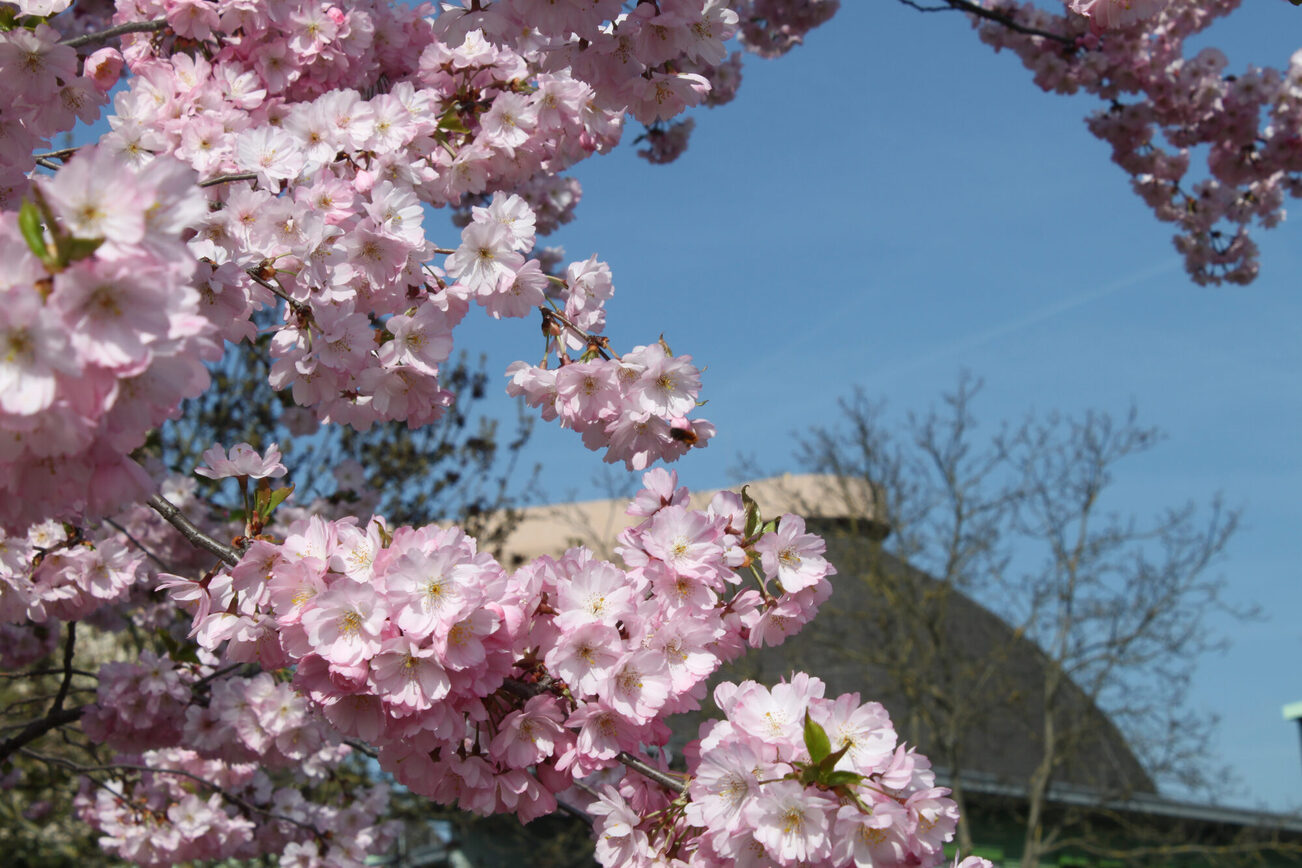 Un arbre en fleurs sur le site de la station d'épuration.