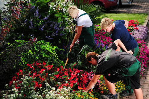 Вирощування декоративних рослин