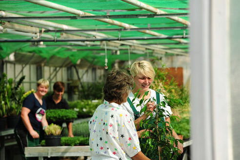 Вирощування декоративних рослин