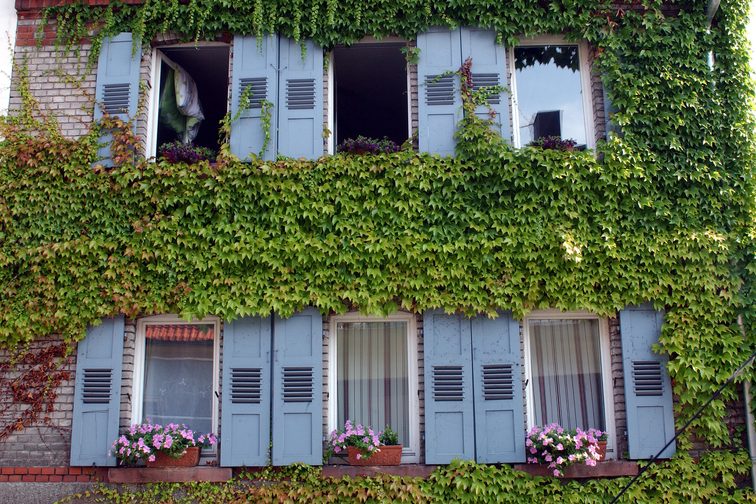 Bewachsene Hausfassade mit Blumenkästen und blauen Fensterläden in Bretzenheim