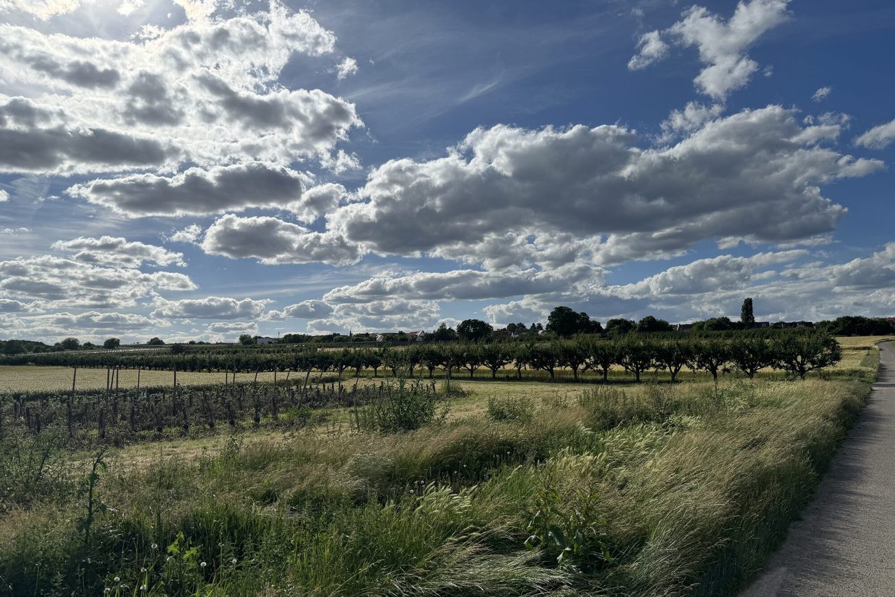 Felder und Fußgängerweg in Drais bei bewölktem Himmel